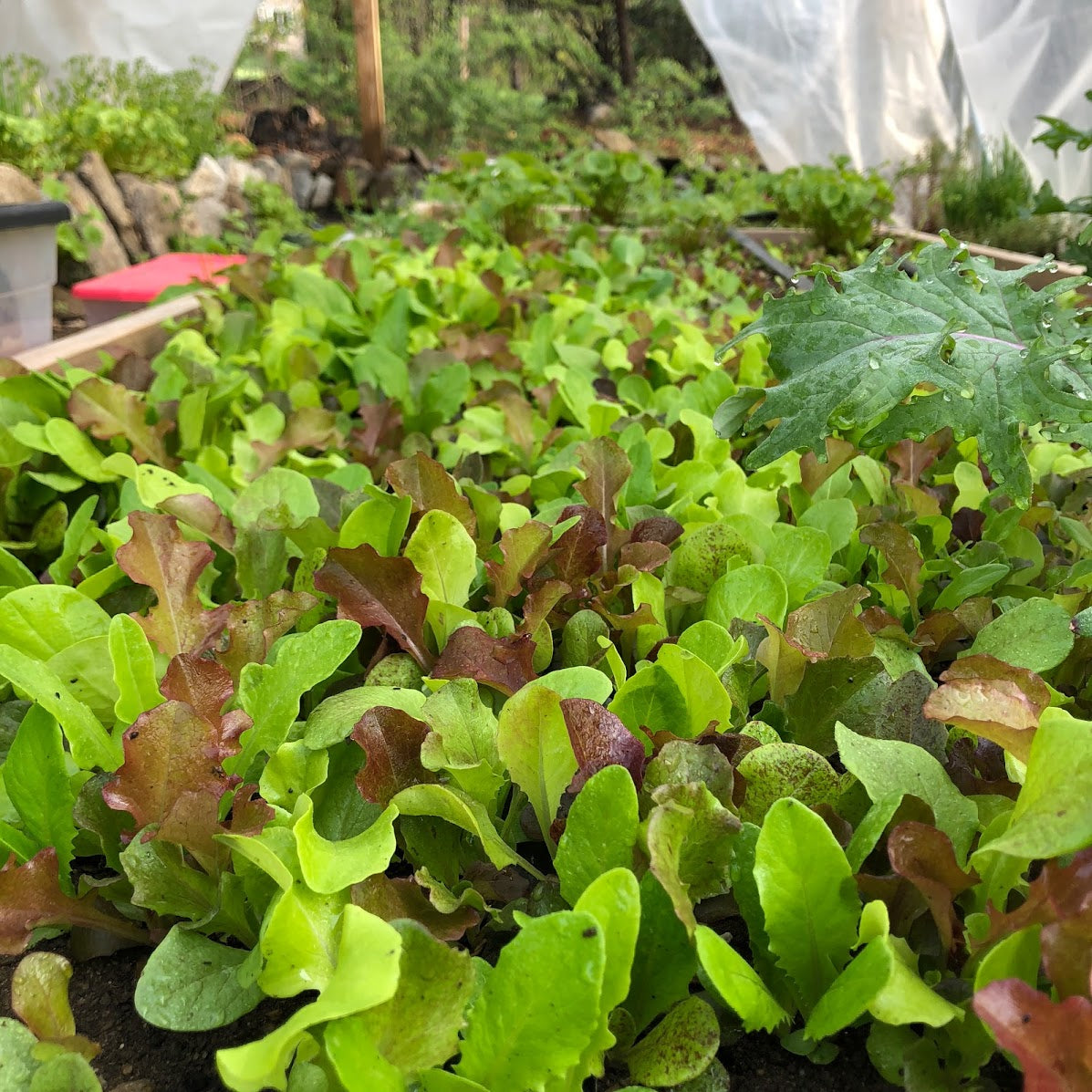 Early Spring Seedlings