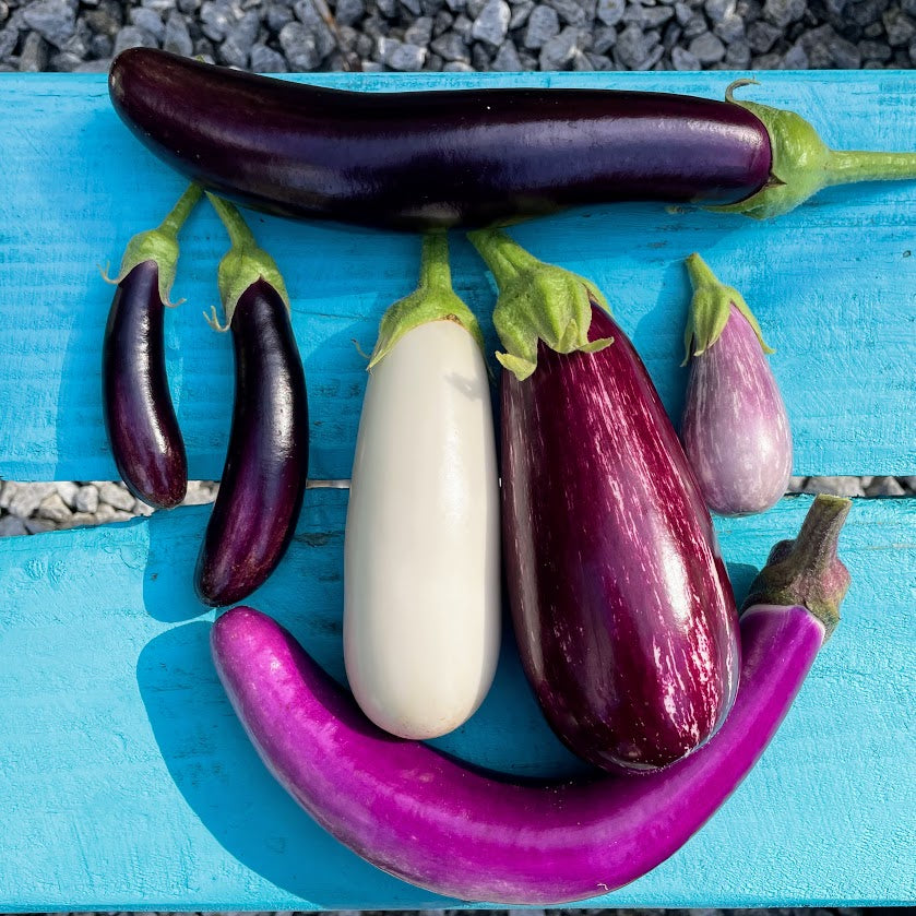 Eggplant, Tomatillo, and Ground Cherry Seedlings