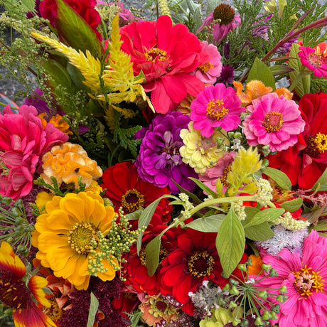 Annual Flower Seedlings