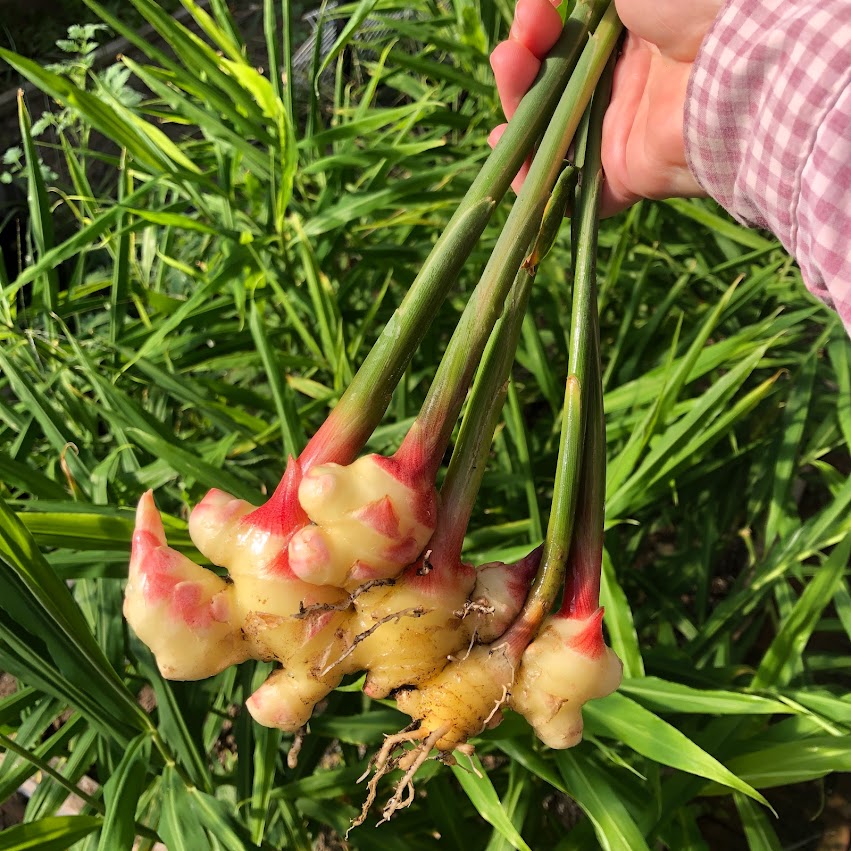 Ginger plants