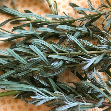 Annual Herb Seedlings