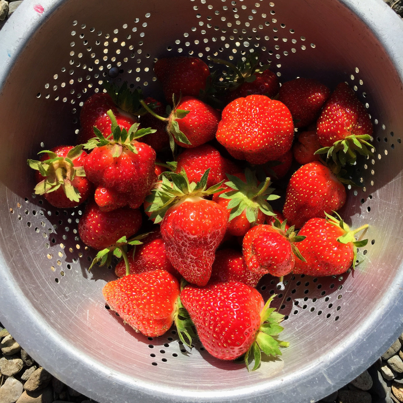 Strawberry plants