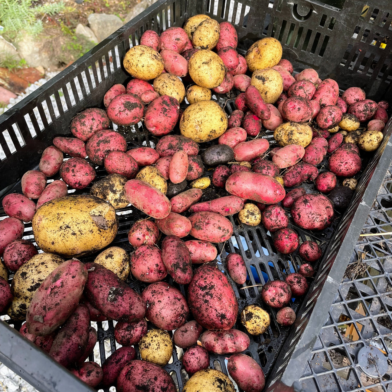 Potatoes, Sweet Potatoes, and Ginger