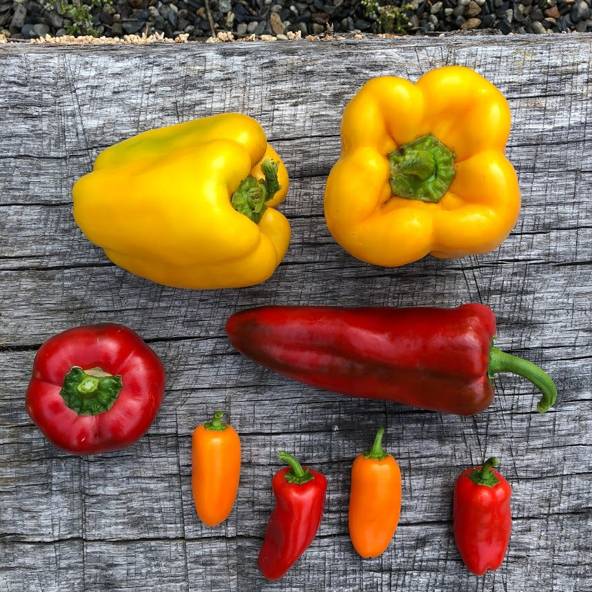 Pepper Seedlings