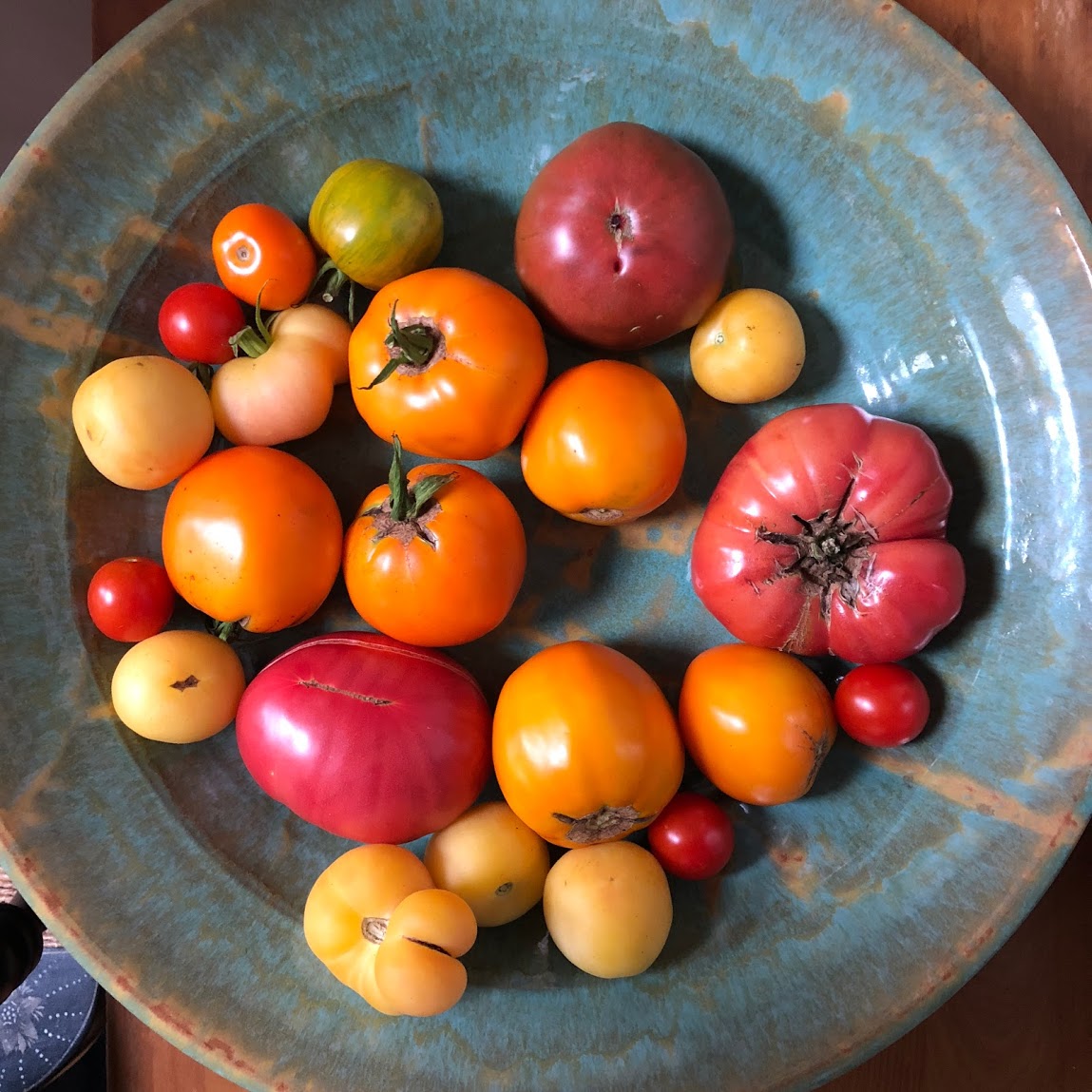 Tomato Seedlings