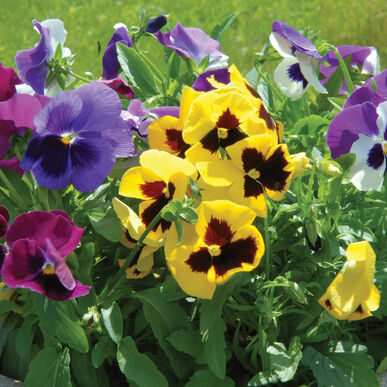 Viola: Majestic Giants II Formula Mix  - NEW!