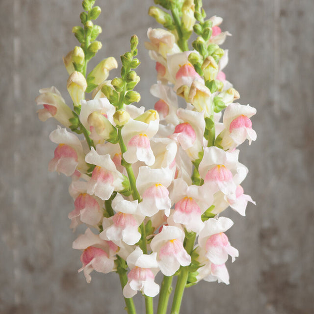 Snapdragon: Potomac Apple Blossom  - NEW!