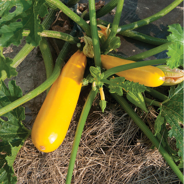 Squash: Summer Zucchini: Yellowfin  - NEW!