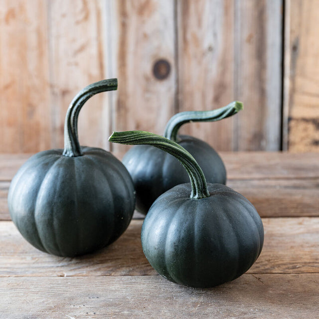 Pumpkin: Black Bear  - NEW!