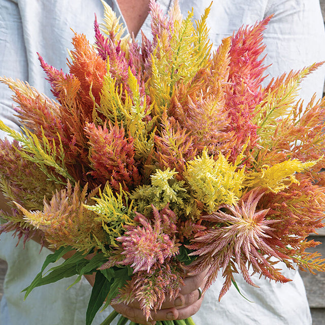 Celosia: Shimmer  - NEW!