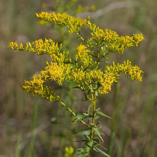 Goldenrod: Sweet (Solidago odora)