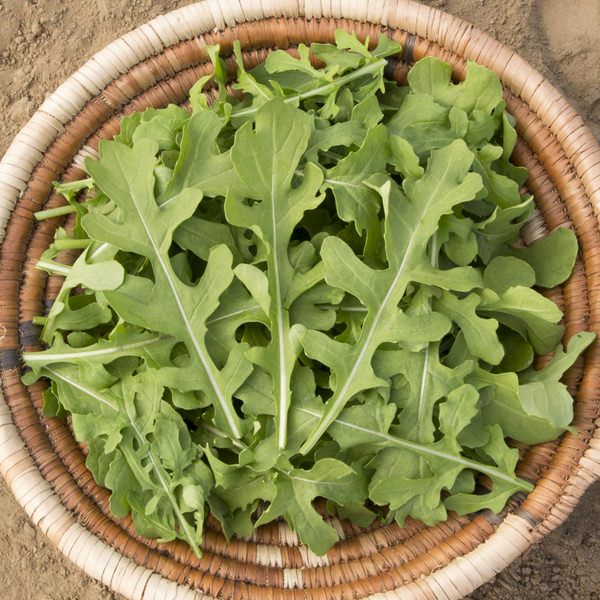 Arugula: Esmee