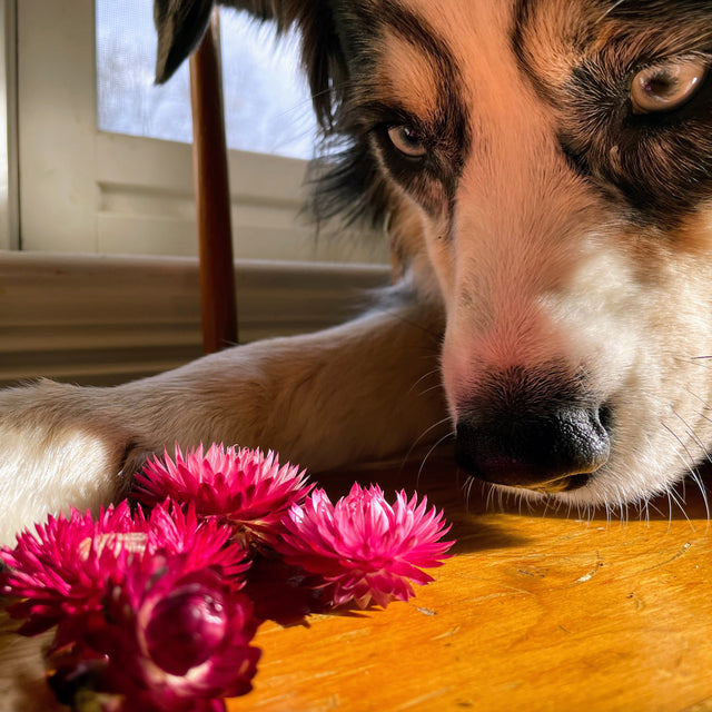 Strawflower: Bright Rose