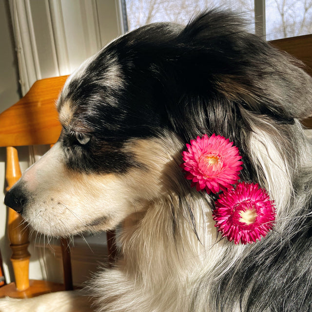 Strawflower: Bright Rose