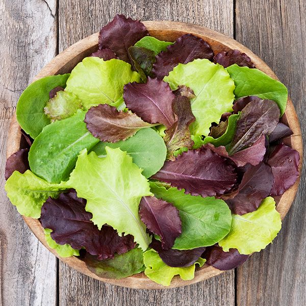 Gourmet Lettuce Blend Seeds