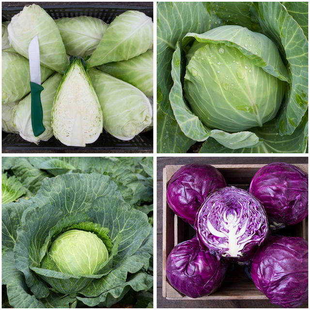 Cabbage Variety 4-pack  - NEW!