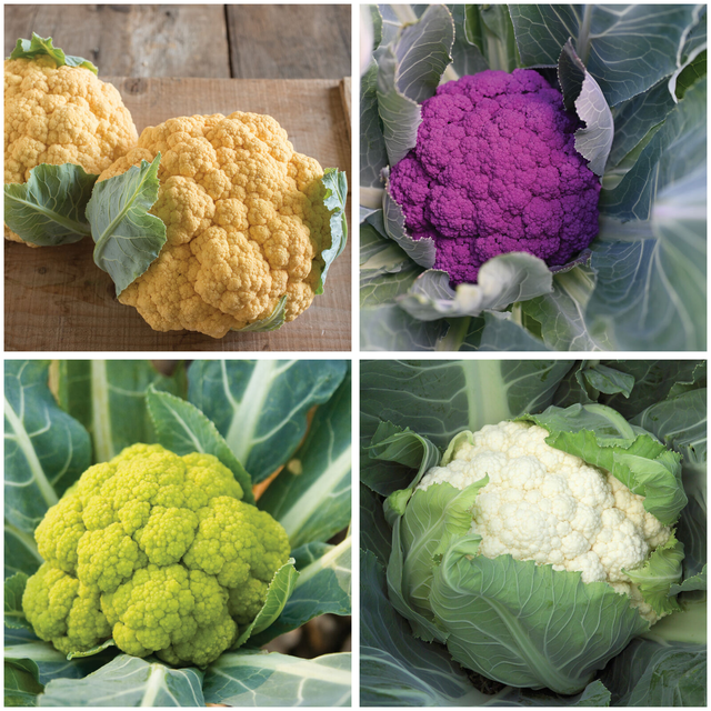 Cauliflower Variety 4-pack  - NEW!