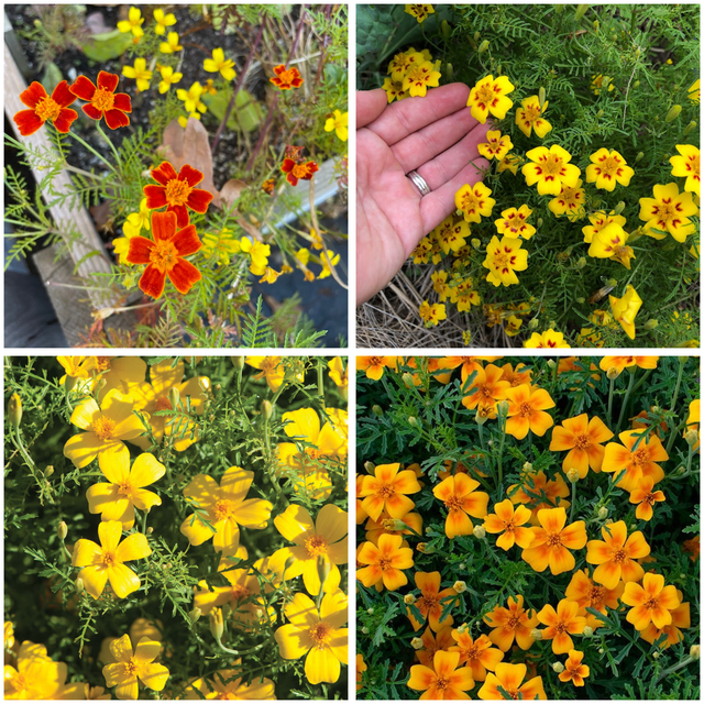 Gem Marigold Variety Pack  - NEW!