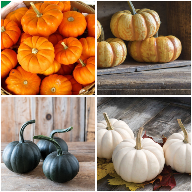 Mini Pumpkin Variety Pack  - NEW!