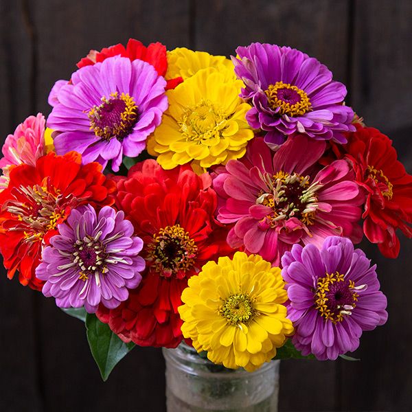 Country Fair Blend Zinnia Seeds  - BACK!