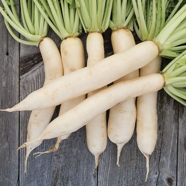 Daikon Radish Seeds  - NEW!