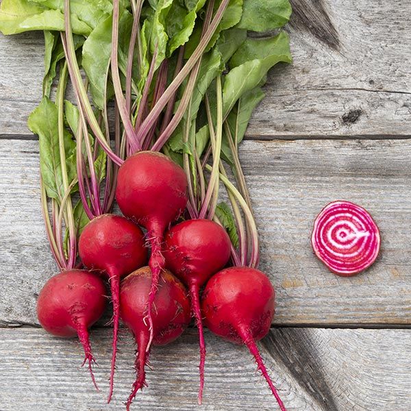 Guardsmark Chioggia Beet Seeds  - NEW!