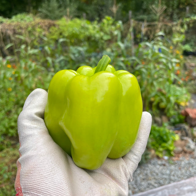 Sweet Pepper: Flavorburst