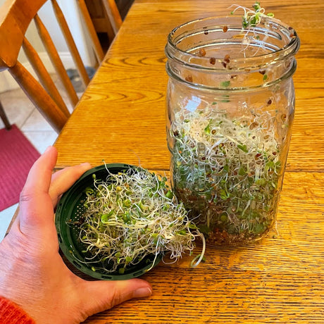 Wide Mouth Jar for growing sprouts