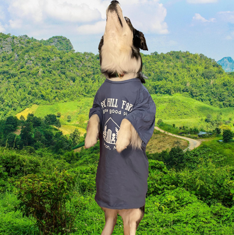 Daisy Hill Farm t-shirt