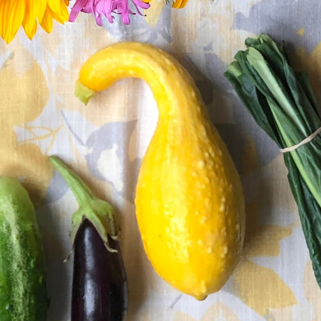 Summer Squash Variety 4-pack