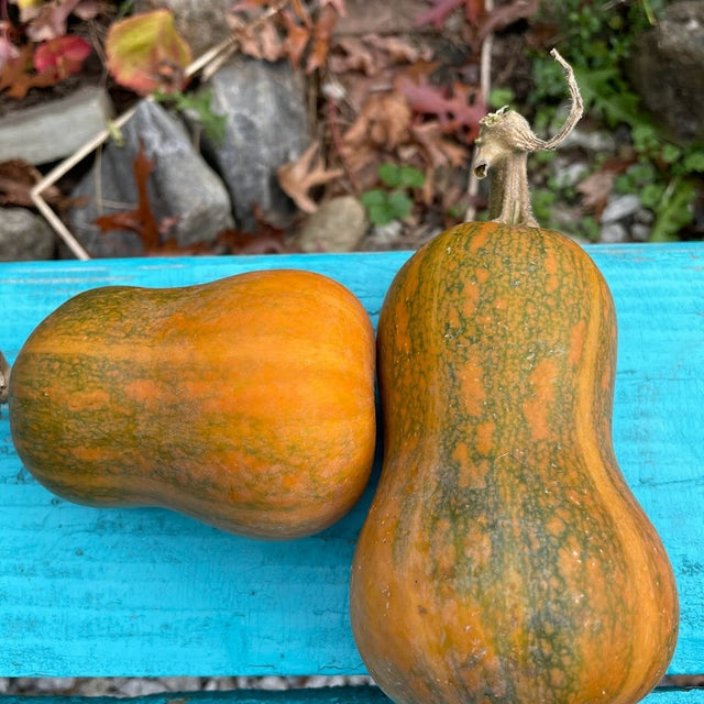 Squash: Honeynut Butternut