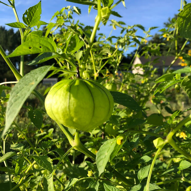 Tomatillo: Toma Verde