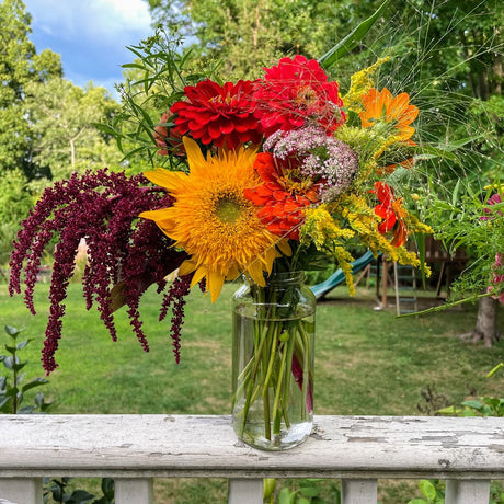 Amaranth: Hopi Red Dye