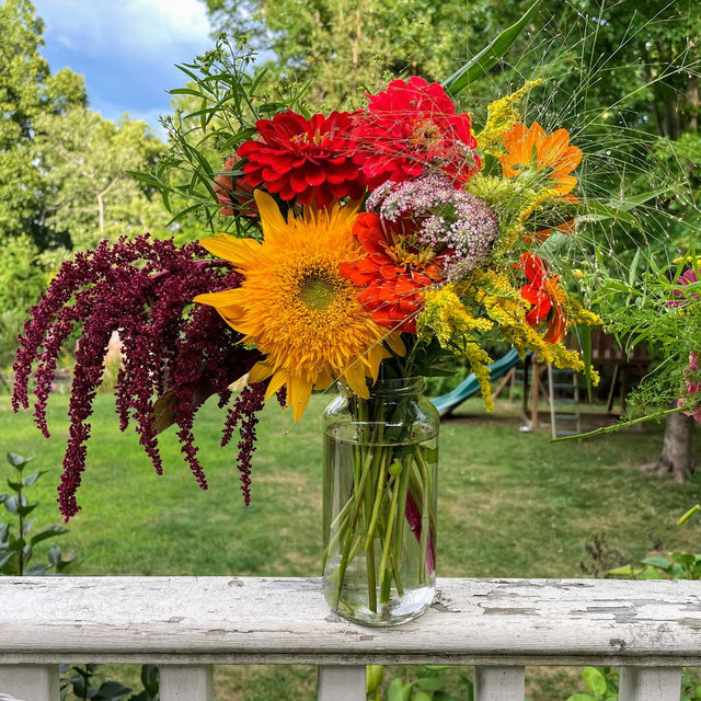 Amaranth: Hopi Red Dye