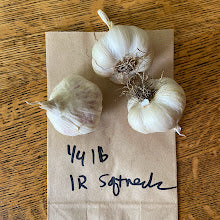 Inchelium Red Softneck Garlic