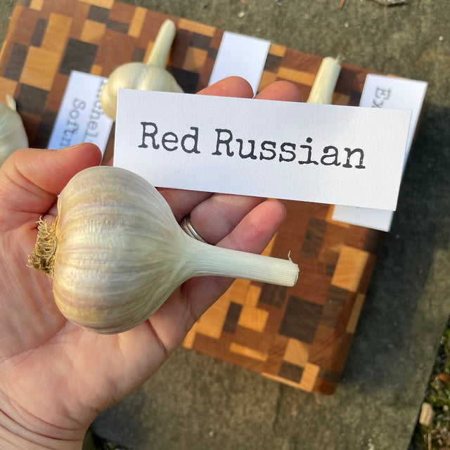 Red Russian Hardneck Garlic