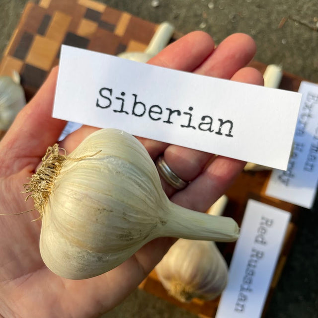 Siberian Hardneck Garlic