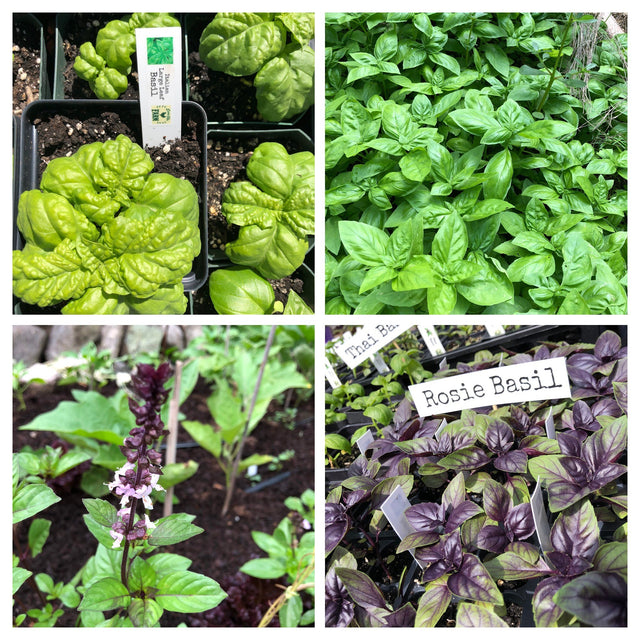 Basil Variety 4- pack