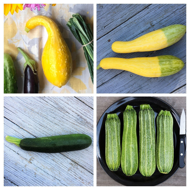 Summer Squash Variety 4-pack