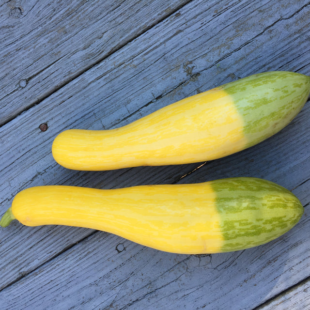 Summer Squash Variety 4-pack