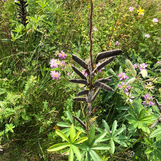 Blue Wild Indigo (Baptisia australis) -NEW!