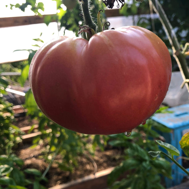 Tomato: Pink Brandywine