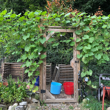 Gourd: Large Bottle/Birdhouse ,