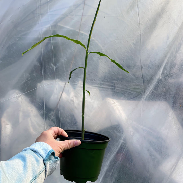 Ginger plant