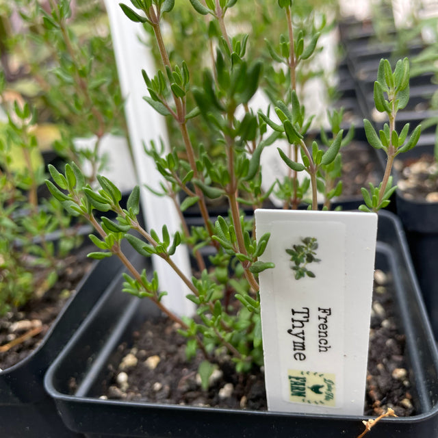 Thyme: French