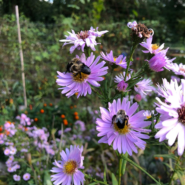 Aster: New England (Symphyotrichum novae-angliae)