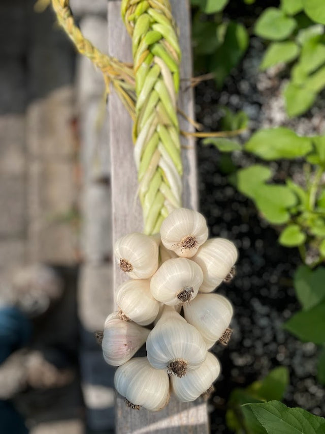 Inchelium Red Softneck Garlic