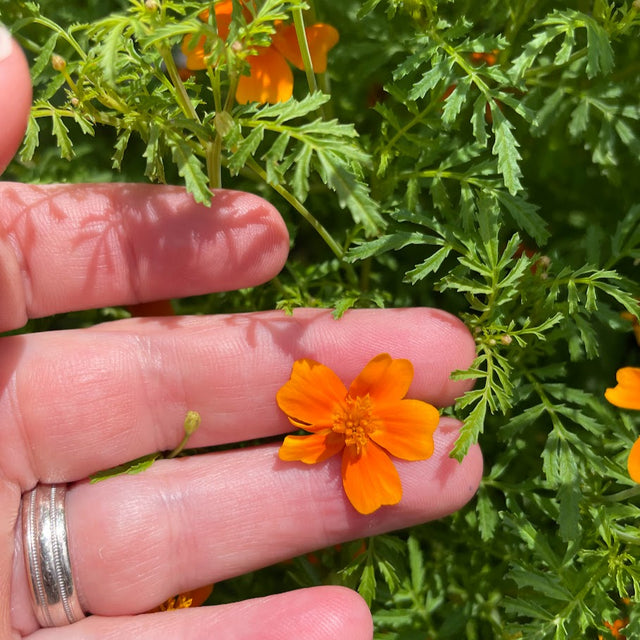 Marigold: Tangerine Gem