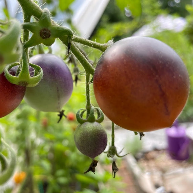 Tomato: Dancing with Smurfs Cherry