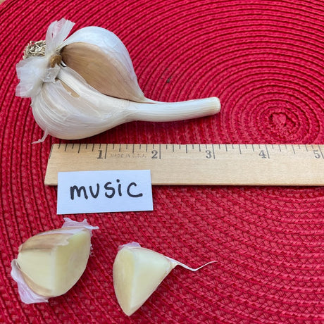 Music Hardneck Garlic